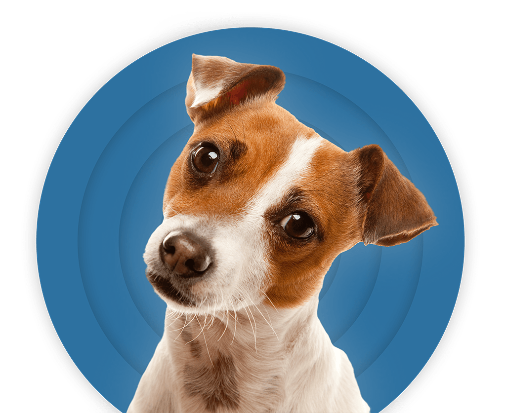 Veterinarske usluge - kućne posete - Ambulanta Your Vet