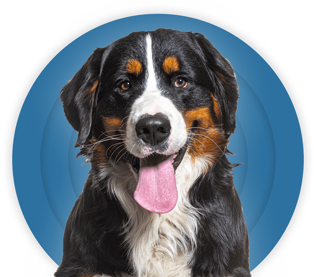 YourVet dežurni veterinar Beograd Srbija