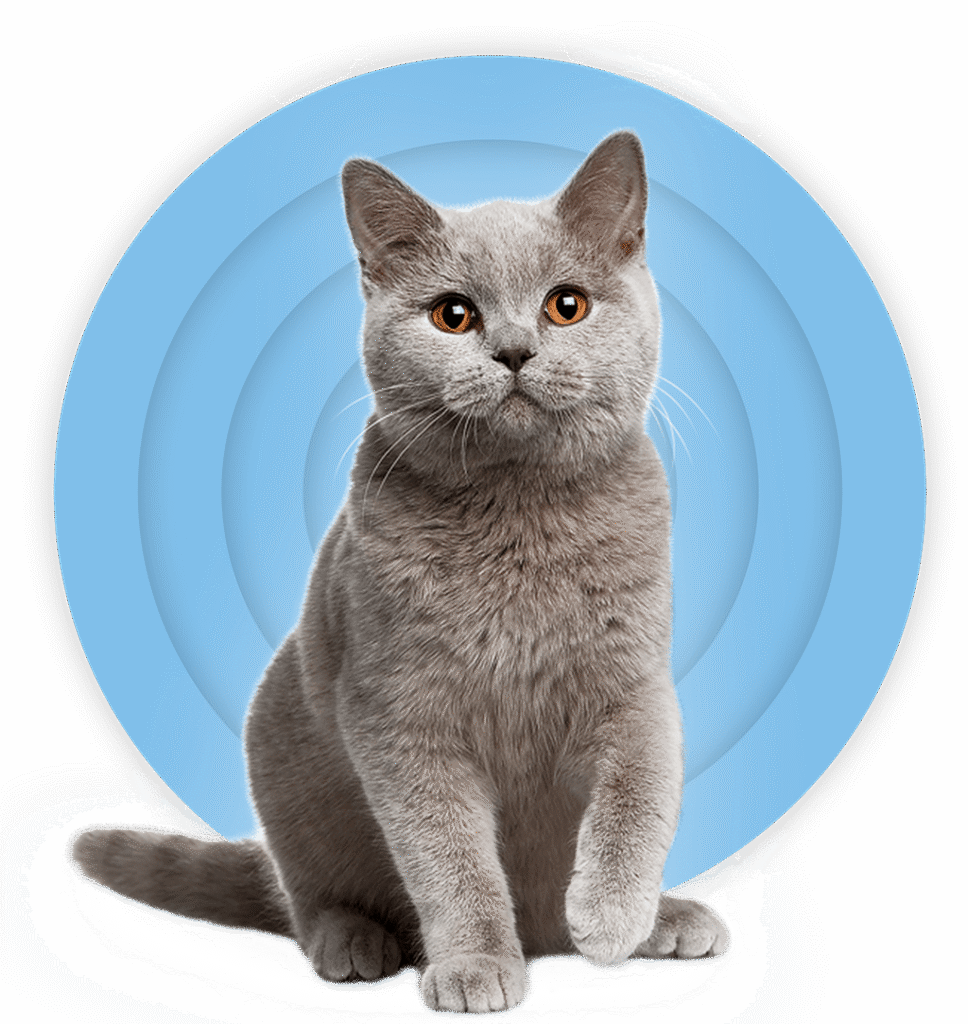 YourVet Veterinar kućne posete Beograd Srbija