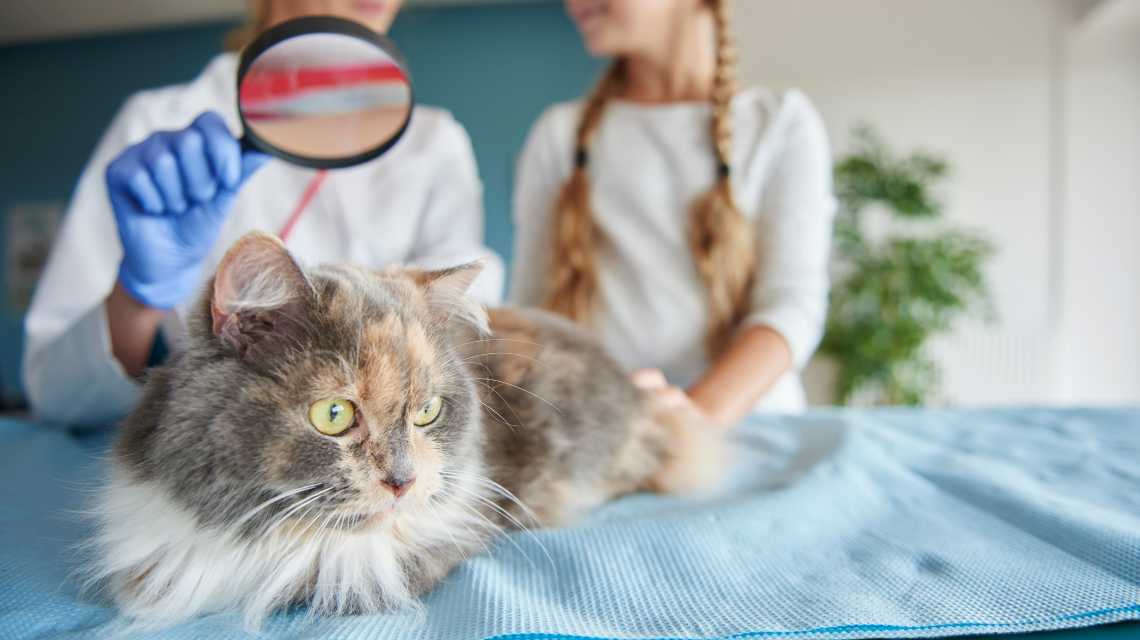 Prednosti kućne posete veterinara
