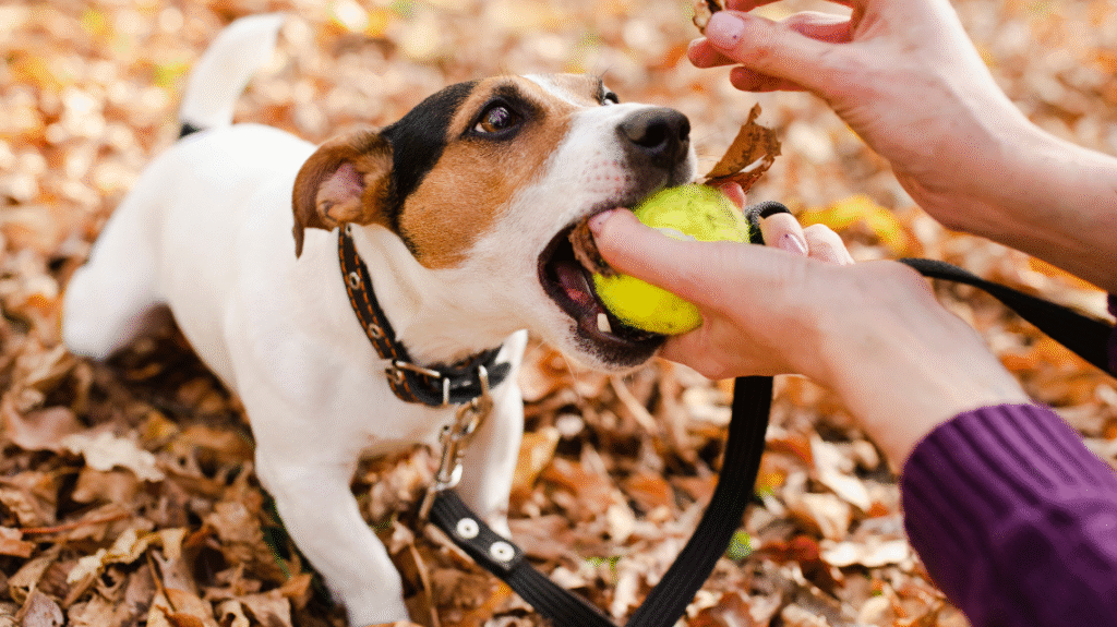 teniske-loptice-nisu-bezbedne-za-pse