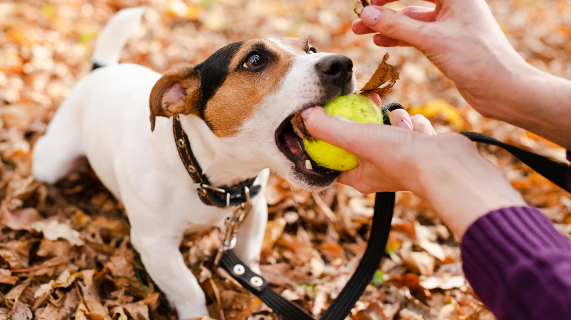 Teniske loptice nisu bezbedne za pse!